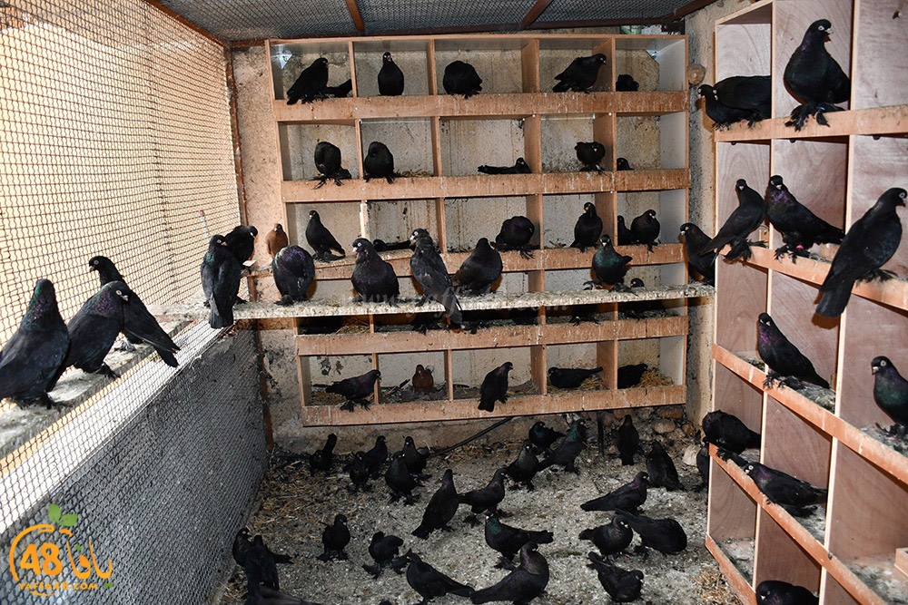 zohdi 3ashoor (118).jpeg